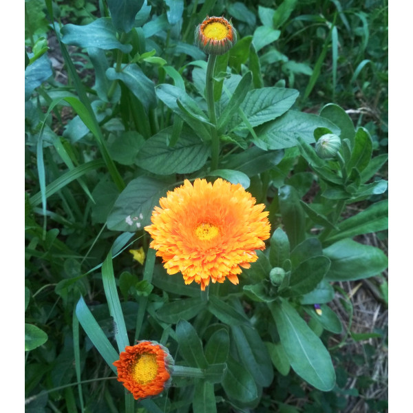 Разноцветная календула (лат. Calendula officinalis) цветет на ...