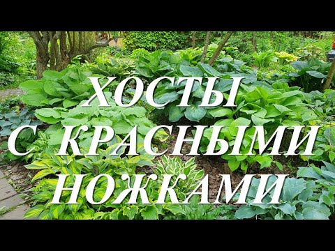 Продам хоста Erotica, купити хоста Erotica — Agro-Ukraine