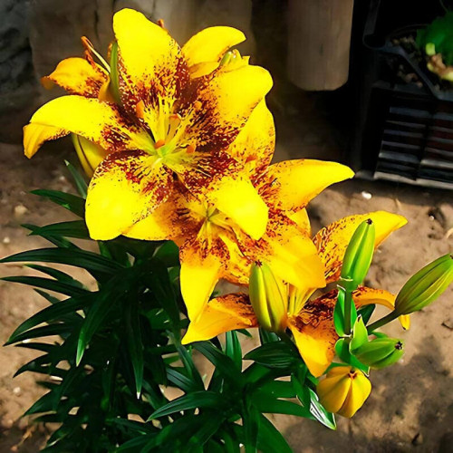 LILIUM asiatic 'Tiny Diamond'– Lys asiatique – Asiatic Lily ...