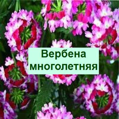 Купить Вербена гибридная Pink Bicolour - Вербена - GardenPlants