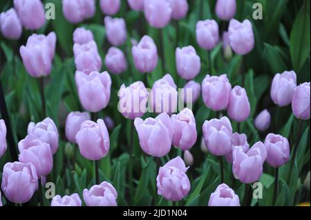 Lovely tulip Paradero with water ...