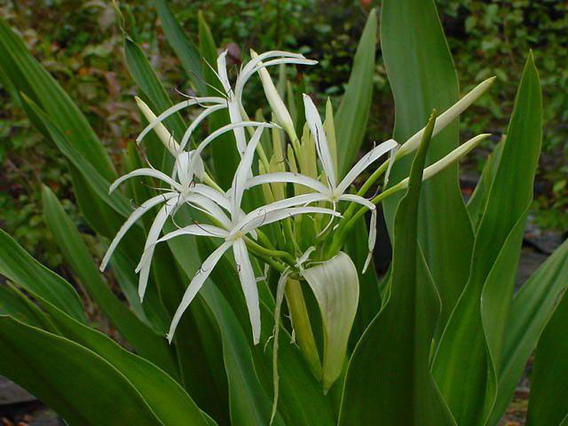 Кринум Crinum