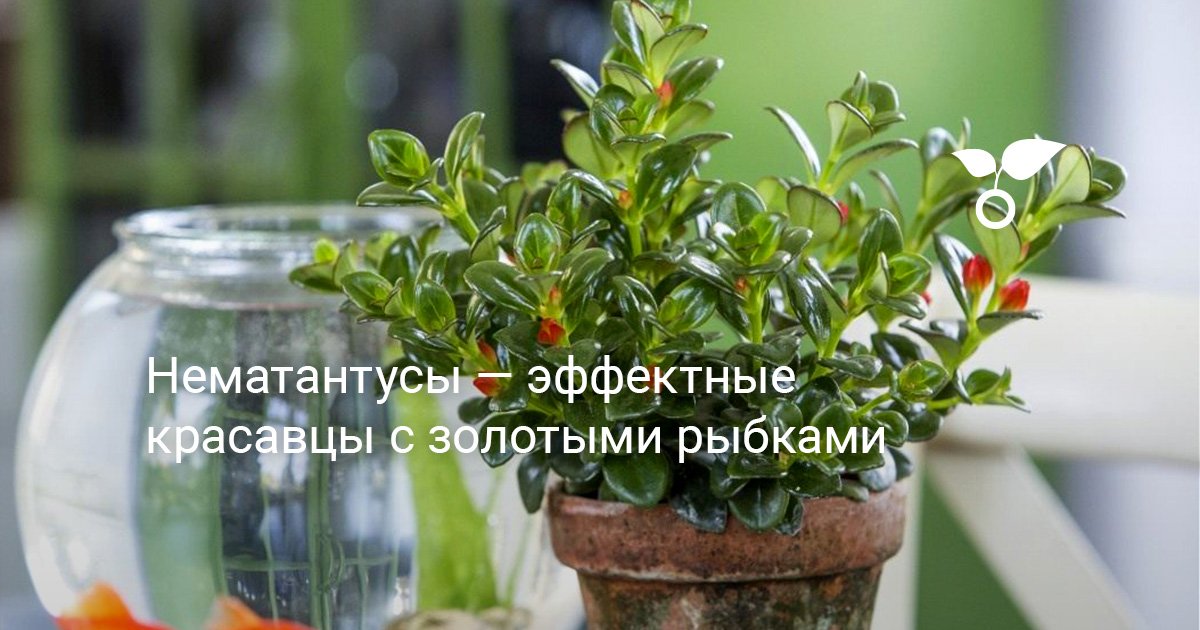 Nematanthus купить с ...