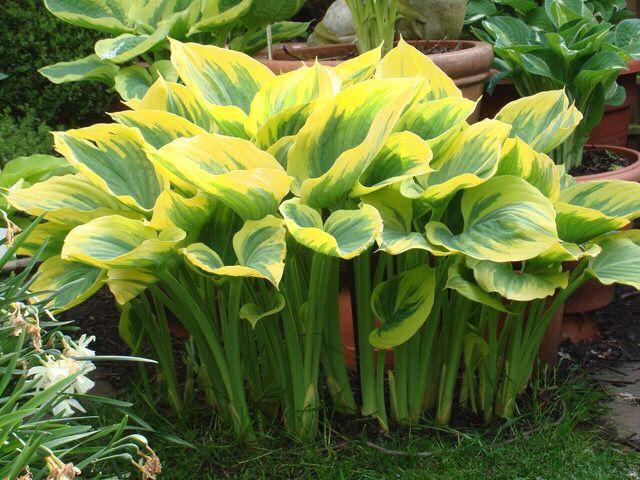 Хоста 'Эмпресс Ву' / Hosta hybride 'Empress Wu' - Ландшафтная ...