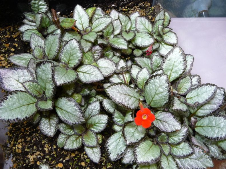 Эписция (Episcia) - описание, виды ...