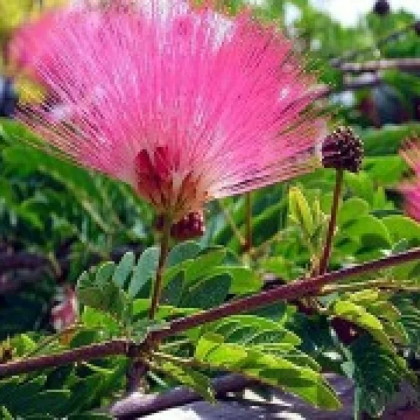 Мимоза стыдливая (Mimosa Pudica)