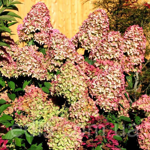 Гортензия древовидная Мэджикал Пинкербе Hydrangea arborescens ...