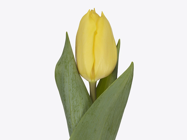 Queensday - Tulpan Dubbel| Tulipa gesneriana - Bulbs.se