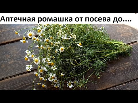 Ромашка Обыкновенная купить по цене 80 ...