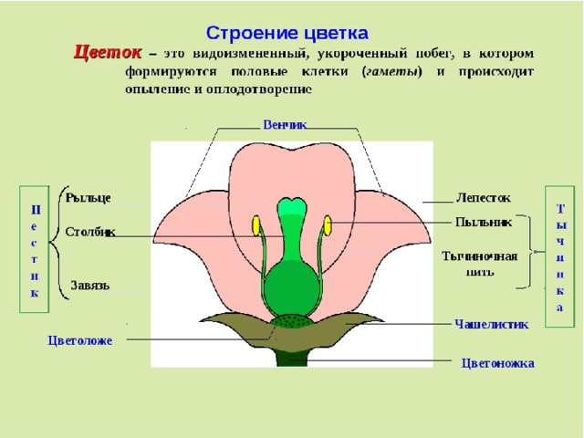 Урок биологии в 5 классе. Тема 