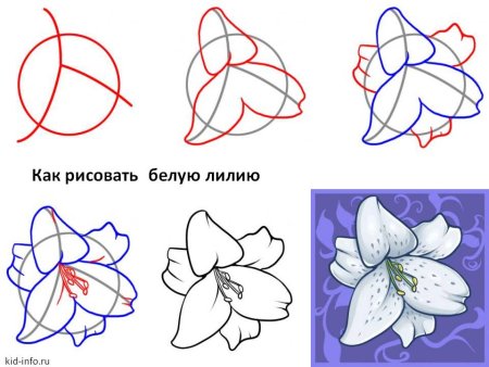 Задание: Соедини по точкам для детей 3-5 лет. Лилия