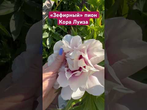 Пион ИТО-гибрид Кора Луиза - Сады Беловых