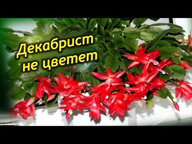 Декабрист: виды, описание, посадка ...