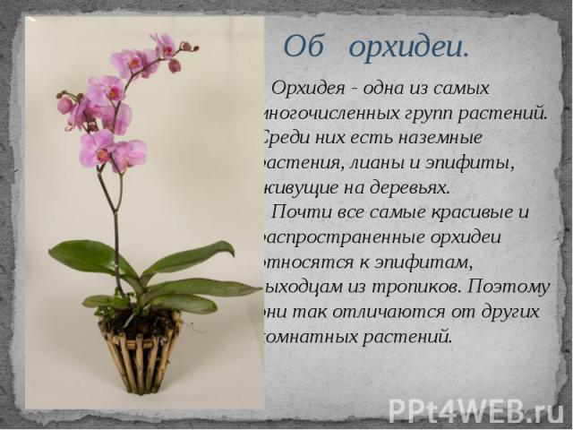 КАК УХАЖИВАТЬ ЗА ОРХИДЕЕЙ — 4 важных условия для обильного ...