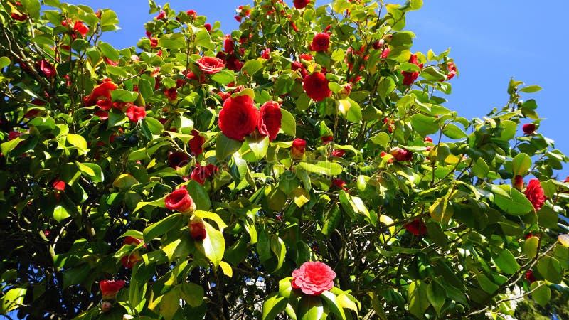 Camellia japonica - Trees SA