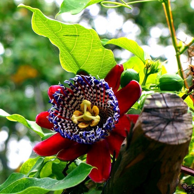 Пассифлора (Passiflora) — описание, выращивание, фото | на ...