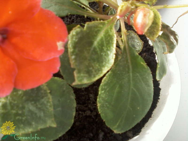 Impatiens XTREME ® BRIGHT EYE ...