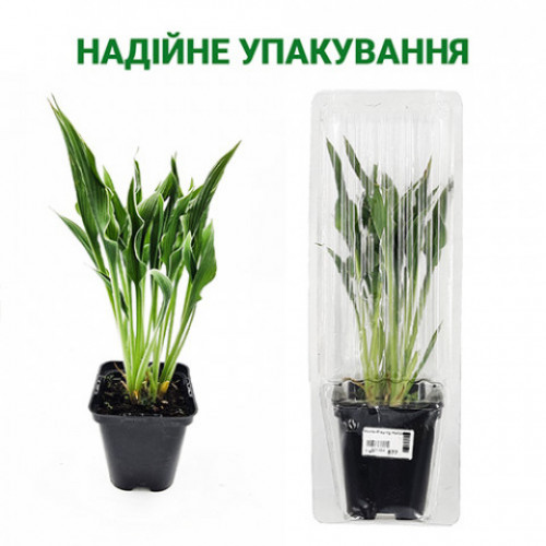 Хоста аллигатор элли оптом и в розницу в магазине Gardens flowers