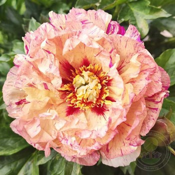 Paeonia Andersons Kaleidoscope Пион Андерсонс Калейдоскоп