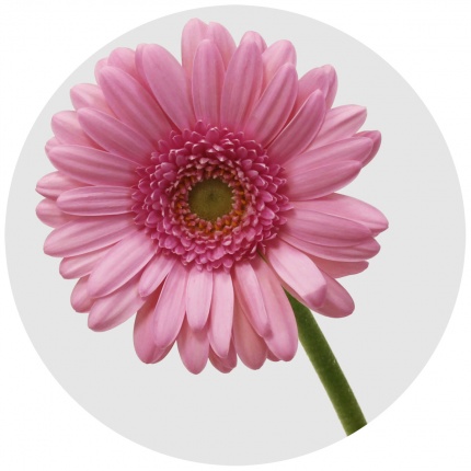 Mini Gerbera - Only Pickup - Toronto Bulk Flowers Wholesale ...