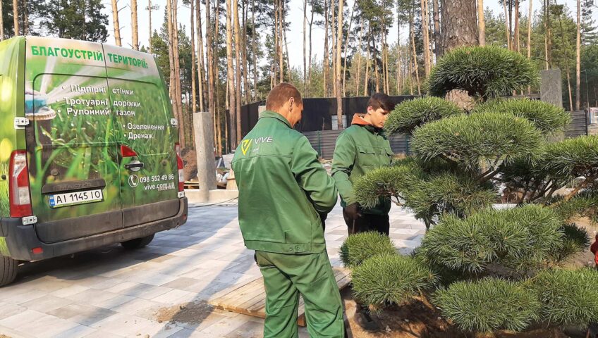 4 ошибки при посадке хвойных растений - Рамблер/новости