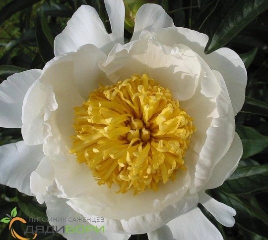 File:Paeonia 'Sonoma Amethyst' 5 2021 Itoh- (51211065573).jpg ...