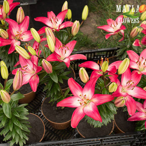 Lily, Asiatic Tiny® 'Diamond' | Gertens Garden Center