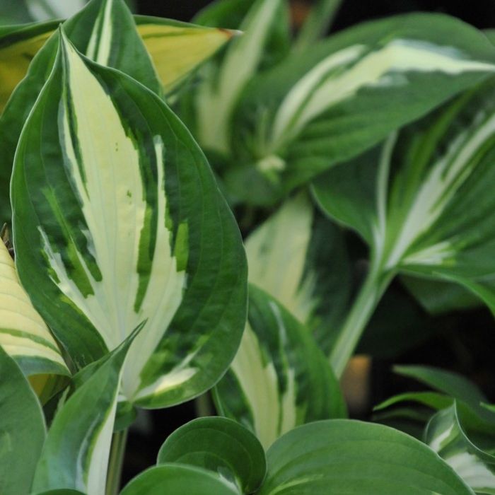 Hosta Sting – De Vroomen Garden ...