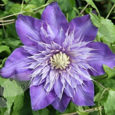 Клематис альпийский Пёрпл Дрим (Clematis alpina Purple Dream ...