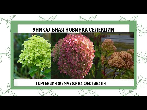 Гортензия метельчетая 'Жемчужина Фестиваля'('Perle de ...