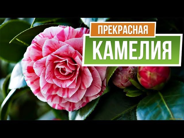 Зеркало настольное с ящичками Камея ...