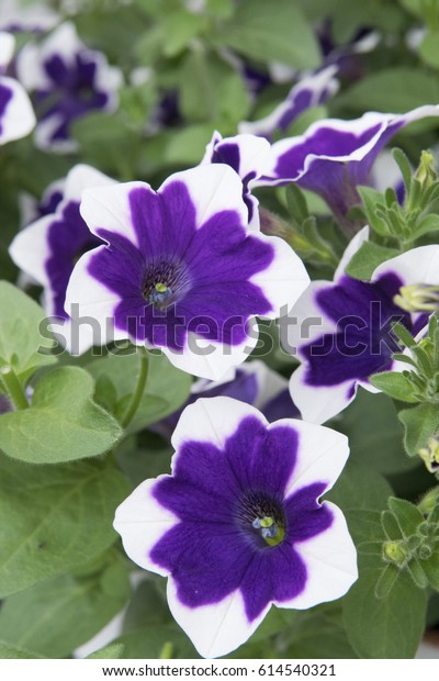 Петуния Cascadias Rim Violet (0,1л ...