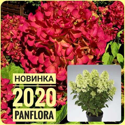 Гортензия метельчатая Металлика (Hydrangea paniculata ...