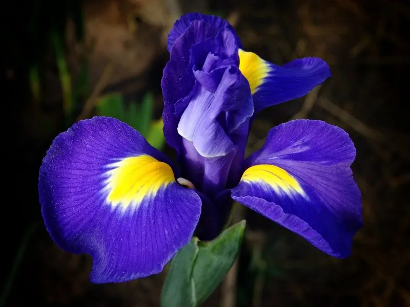 Iris versicolor Northern Blue Flag ...