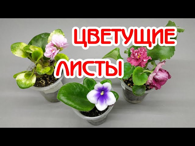 Фиалка Dn-Новий Вимiр - Land Flowers