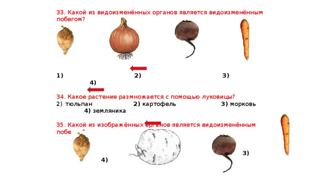 Видоизменения побегов — что это ...