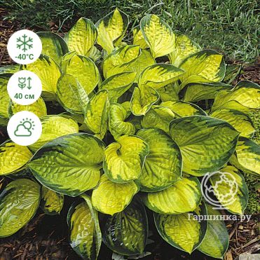 Hosta Golden Meadows BR ...