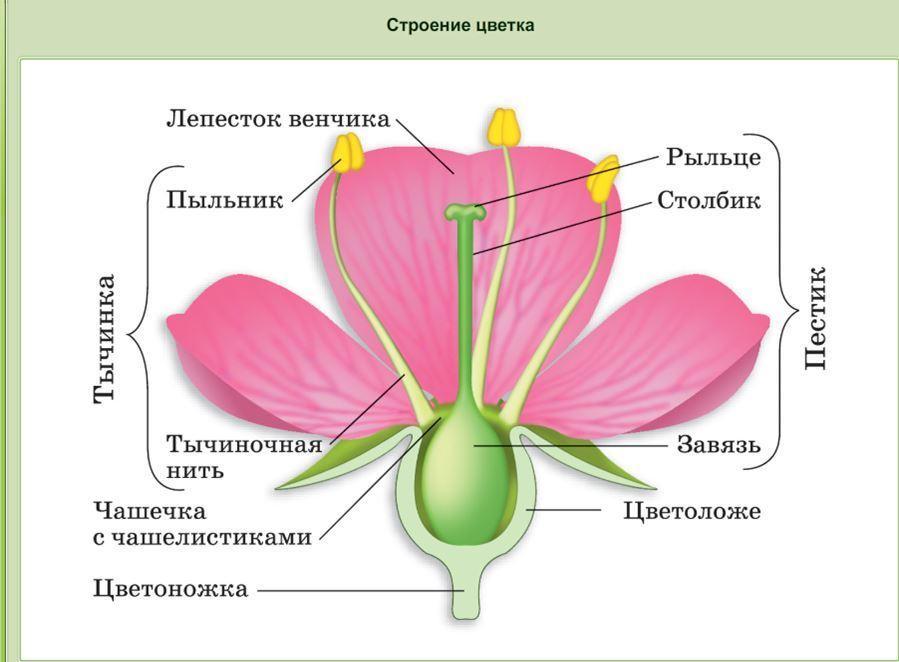 Органы растений. Формируем основные ...