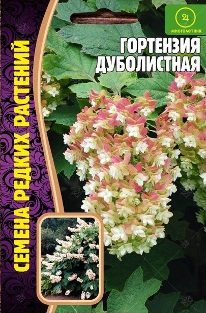 Гортензия дуболистная Hydrangea quercifolia. А Вы знакомы с ...