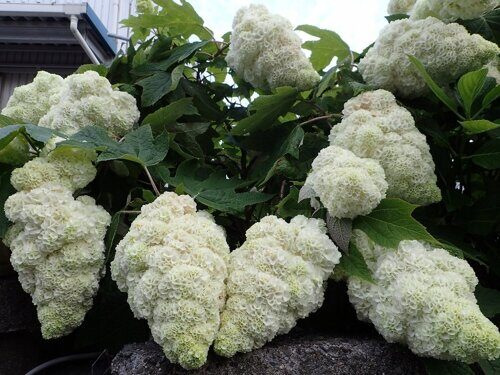 Гортензия дуболистная (Hydrangea quercifolia)