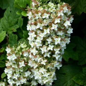 Гортензия дуболистная (Hydrangea quercifolia). - купить в СПб ...