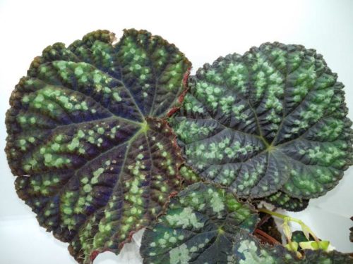 Begonia leaf Ricinifolia Immense ...