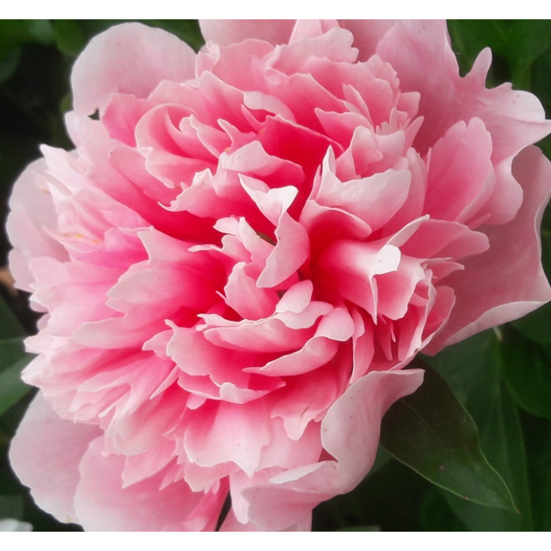 Paeonia 'Etched Salmon' - Садовые ноты