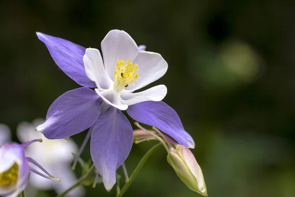 Colorado State Flower Blue Colomines ...