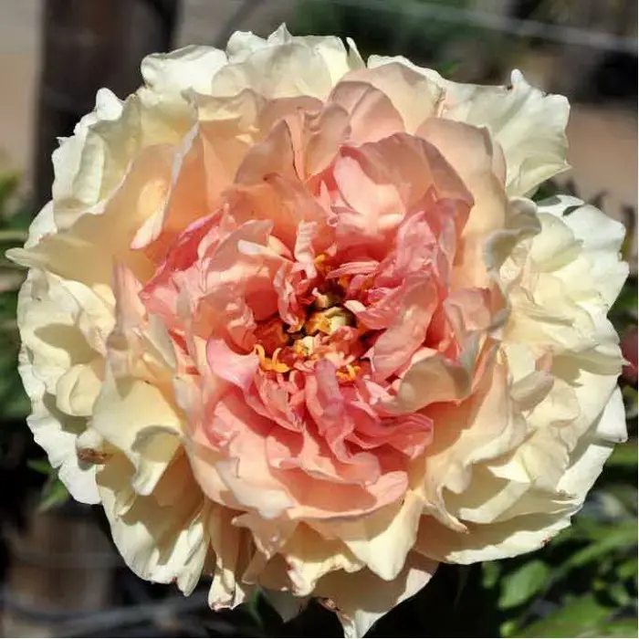 Пион Канари Бриллиантс (Paeonia Canary Brilliants) (корневыще ...