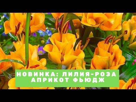 Лилия похожая на розу. Лилия-роза ...