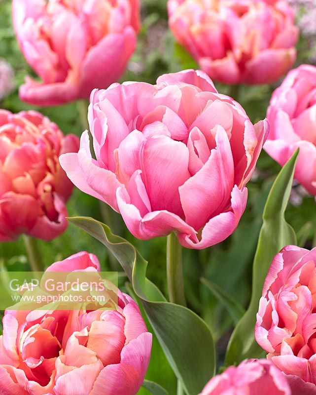 Tulipa 'Pink Star'... stock photo by Jonathan Need, Image ...