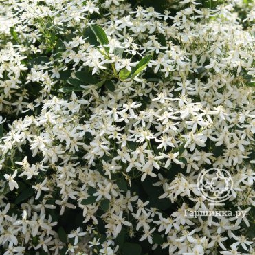 Clematis Hakuree integrifolia Клематис ...