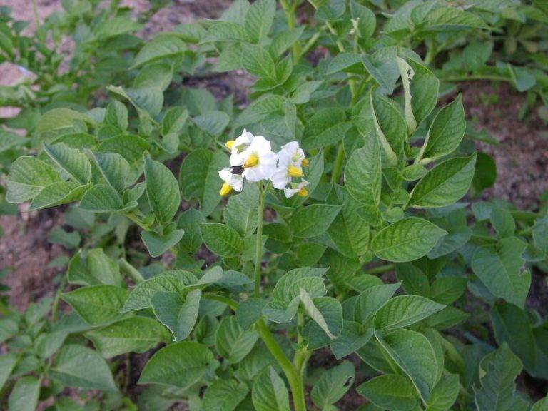 Картофель: сорта, описание, отзывы, фото