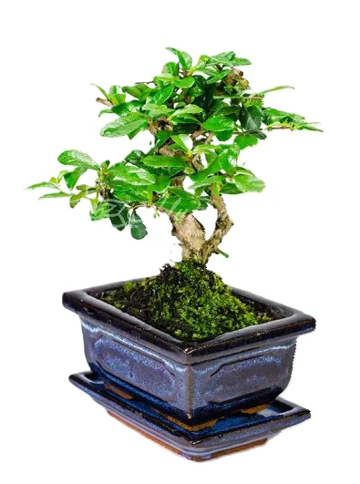 Искусственное растение Cedar Bonsai ...